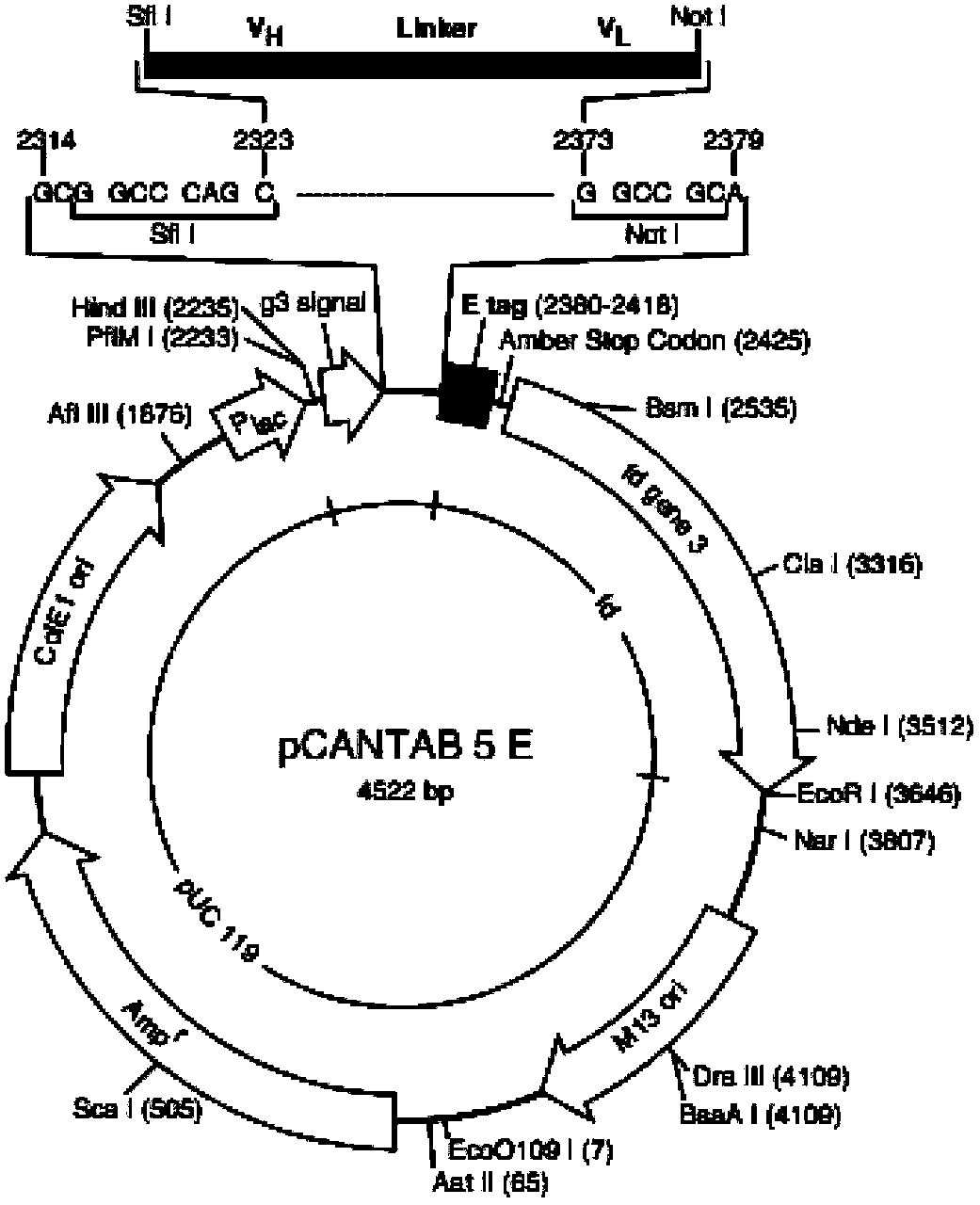 Antibody for specific binding with highly-pathogenic avian influenza virus