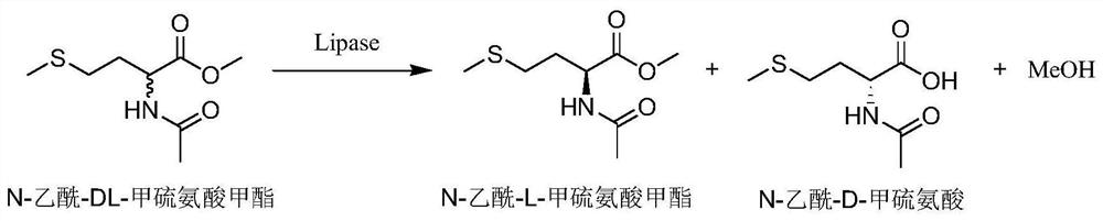 Application of a lipase in splitting n-acetyl-dl-methionine methyl ester