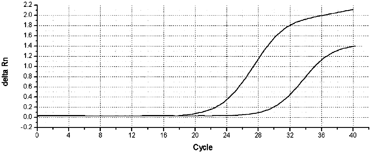 Rapid detection kit for K-ras gene mutation