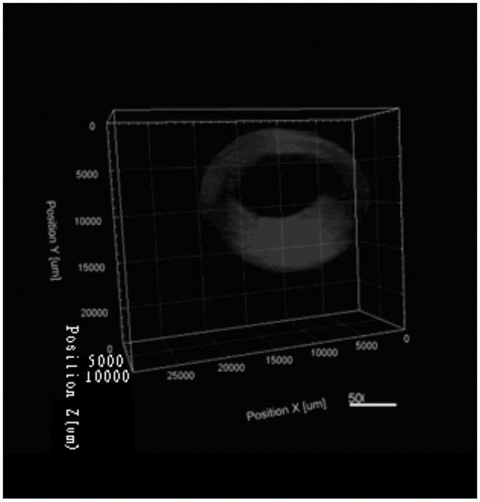 Method for constructing individualized human urethra tissue digital model