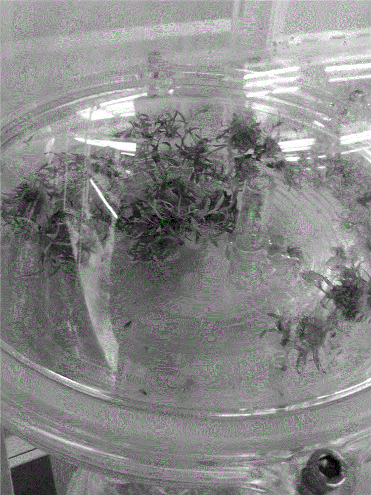 Tissue culture method of dendrobium stem seedlings