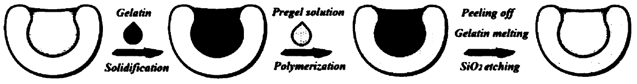 Parthenocissus tricuspidata-imitated adhesion microcarrier and preparation method thereof