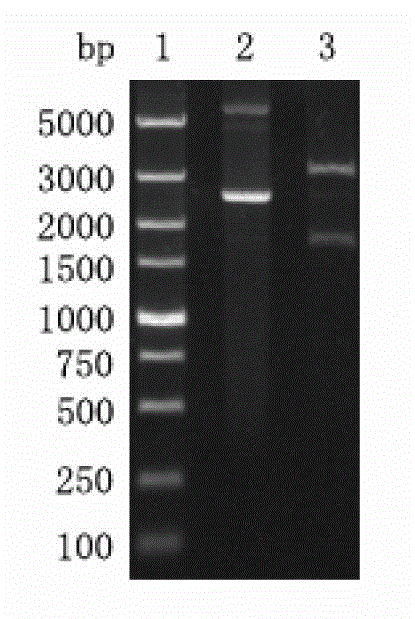 Construction method for constitutive expression engineering bacteria of dextranase and preparation method for enzyme