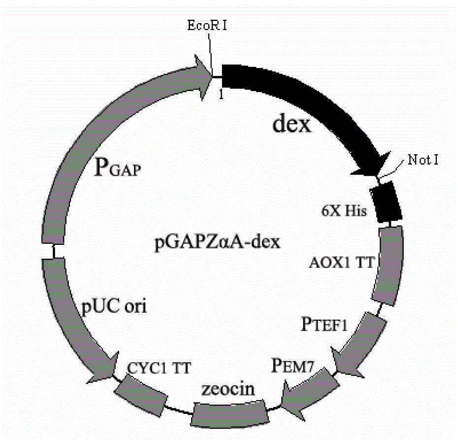 Construction method for constitutive expression engineering bacteria of dextranase and preparation method for enzyme