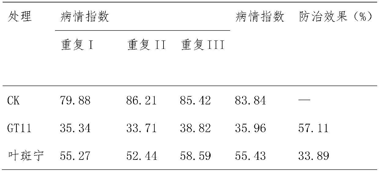 A strain of Bacillus Velez gt11 and its application