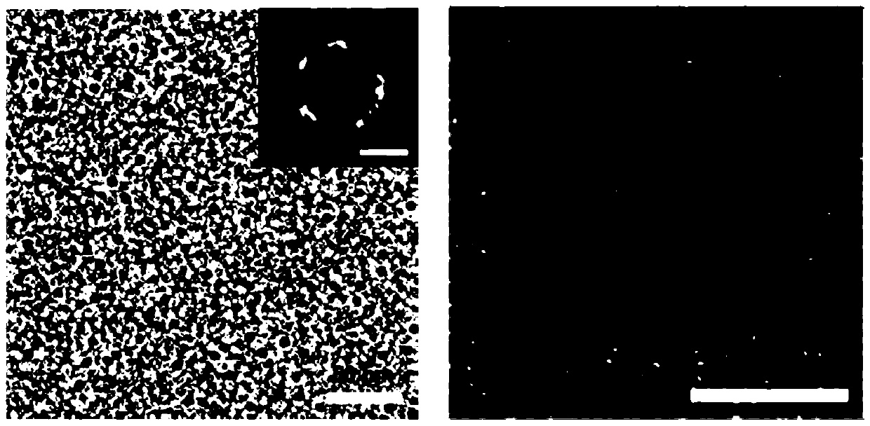 Antitumor platinum drug mineralization protein nanoparticles and preparation method and application thereof