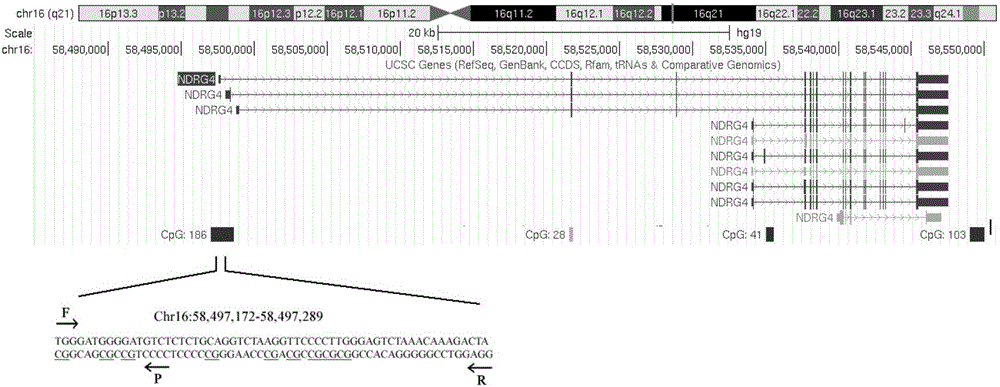 NDRG4 (N-myc Downstream-Regulated Gene 4) gene methylation detection kit for early diagnosis and prognosis evaluation of gastric cancer and application of NDRG4 gene methylation detection kit