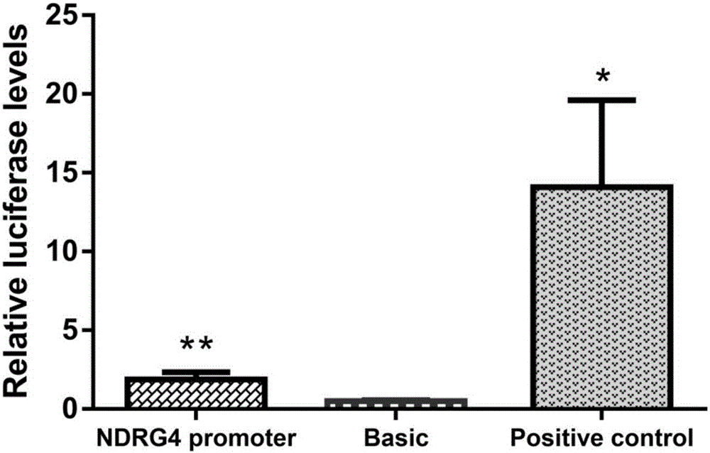 NDRG4 (N-myc Downstream-Regulated Gene 4) gene methylation detection kit for early diagnosis and prognosis evaluation of gastric cancer and application of NDRG4 gene methylation detection kit