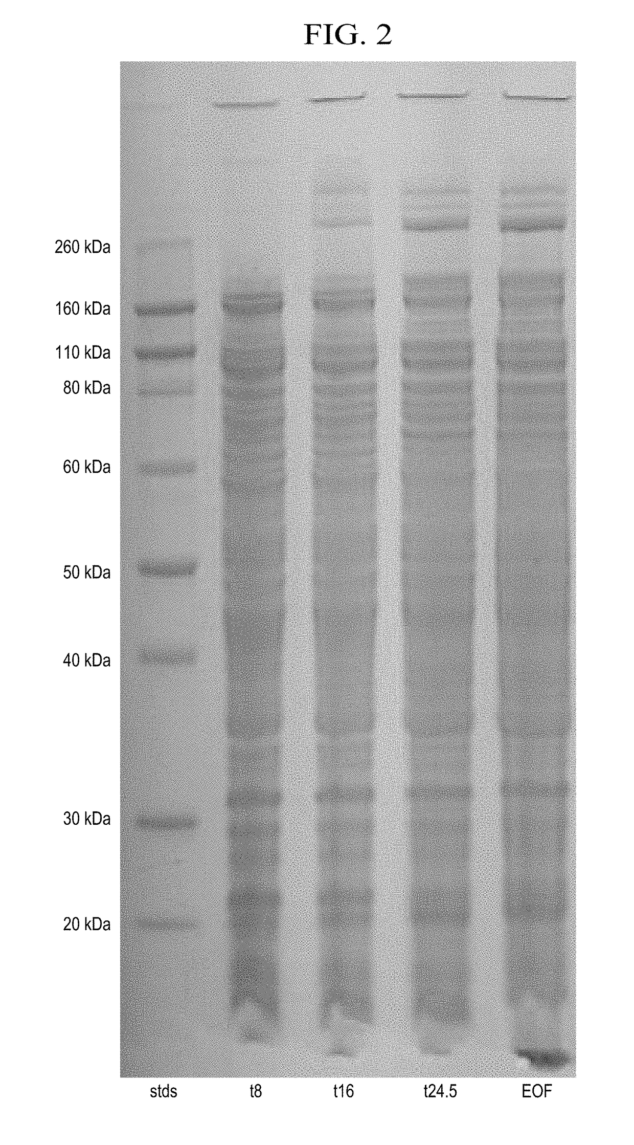 Use of Proteins to Control Molluscs