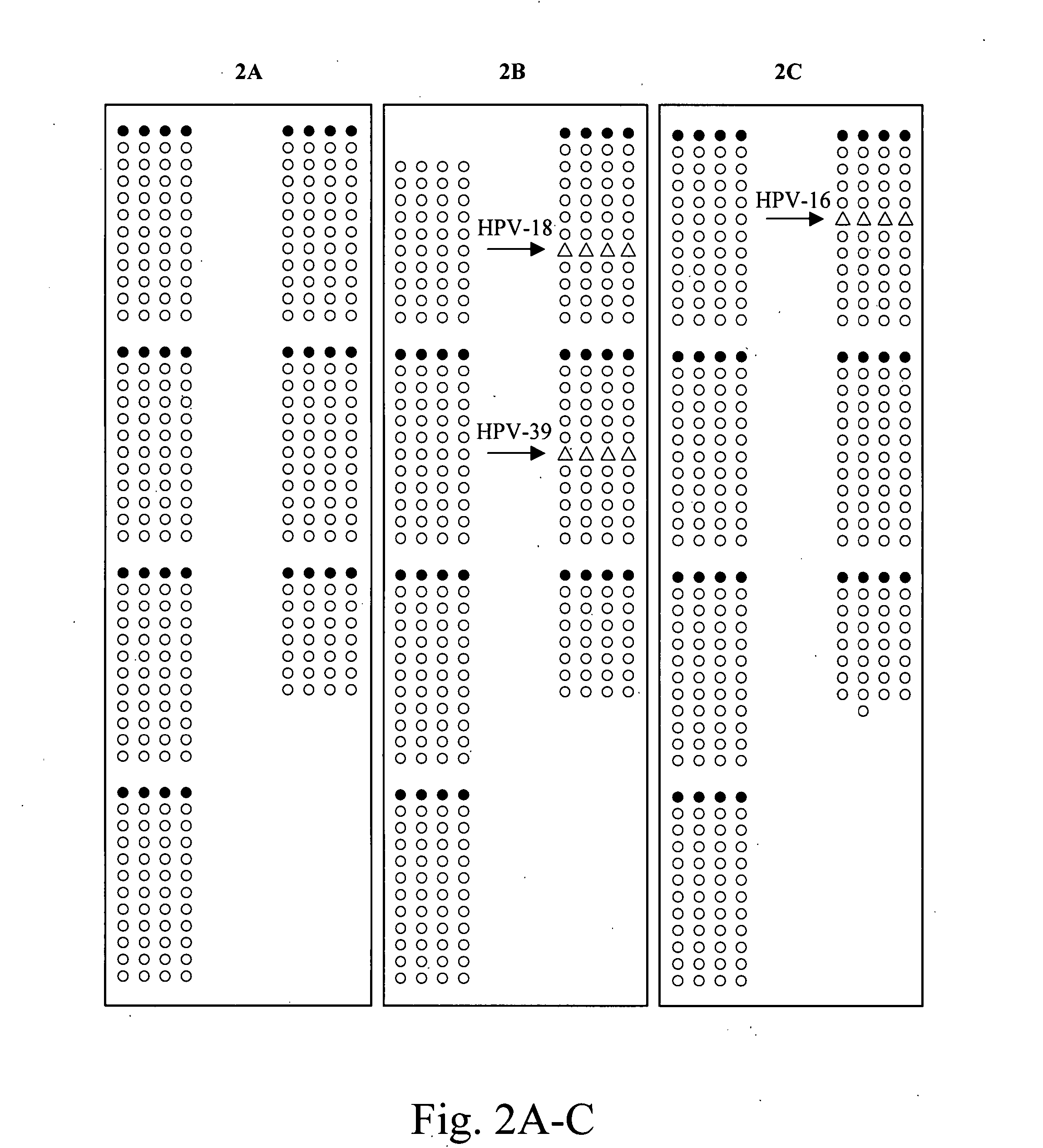 Multiplexed assay and probes for identification of HPV types