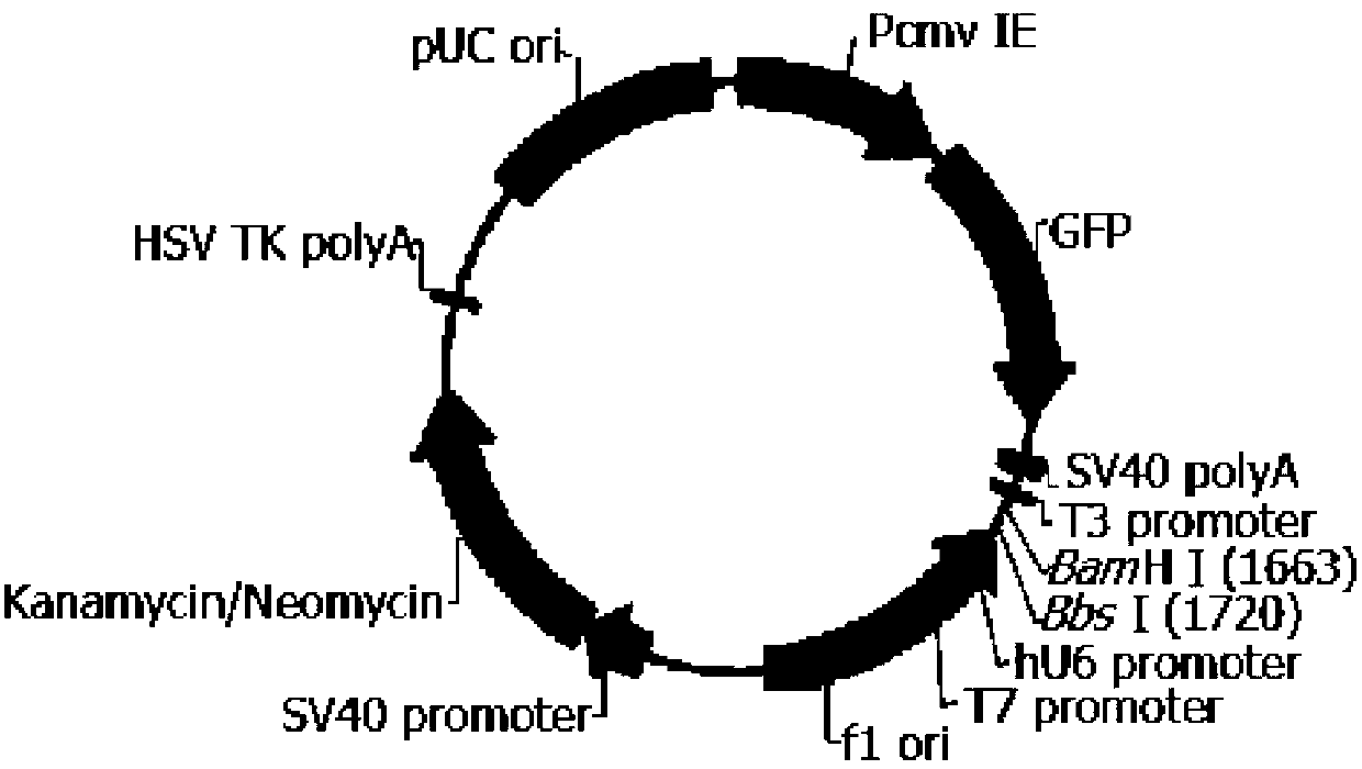 SiRNA (small interfering ribose nucleic acid) for inhibiting homosapiens chromosome2open reading frame 3(C2 or f3) (GCF) gene expression, carrier of SiRNA for inhibiting GCF gene expression and application