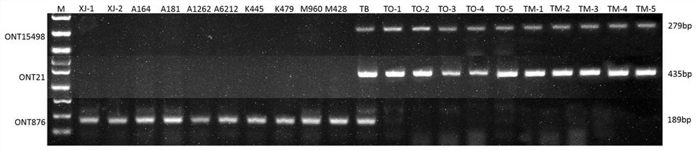 Molecular marker combination for identifying Russian dandelion and application of molecular marker combination