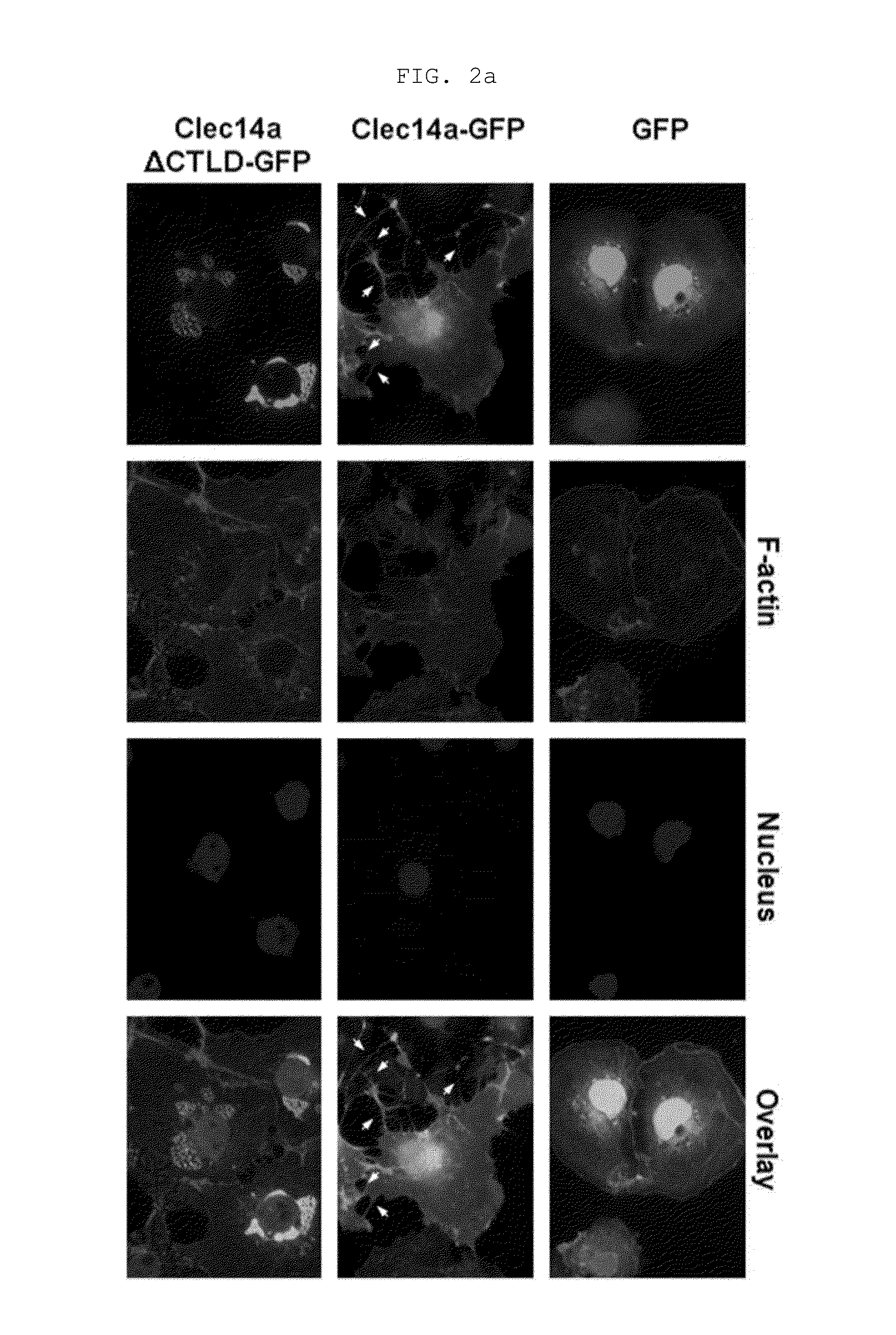 Novel antibody specific for clec14a and uses thereof