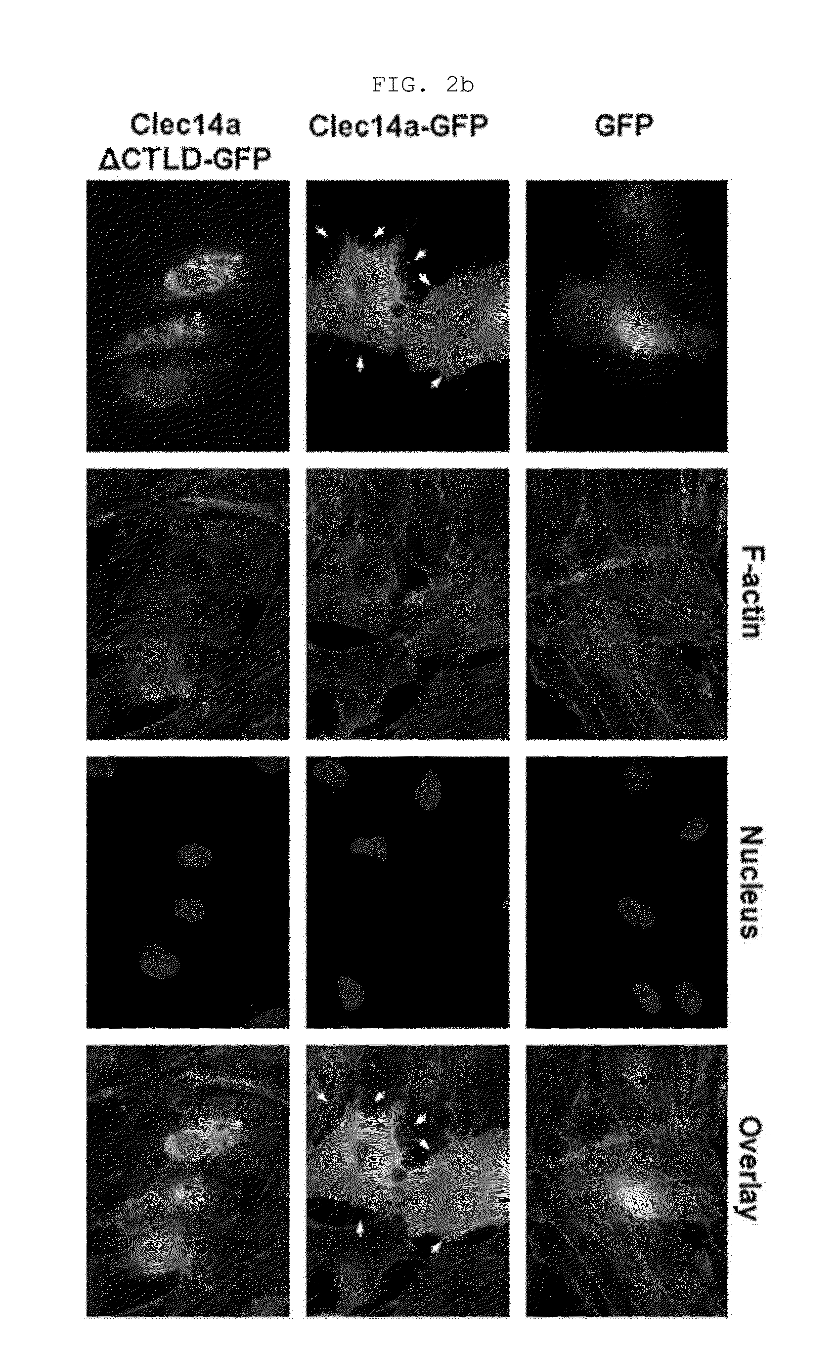 Novel antibody specific for clec14a and uses thereof