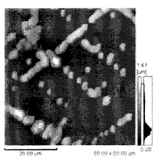 Method for determining myofibrillar fragmentation index (MFI) by microscopy