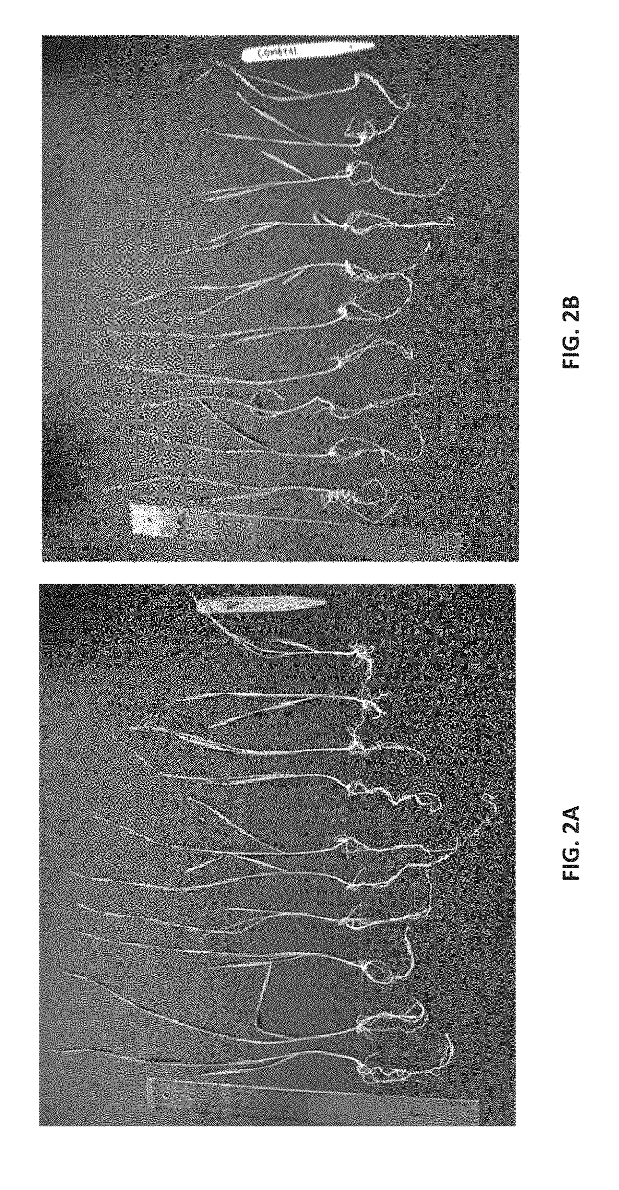 Bacillus velezensis rti301 compositions and methods of use for benefiting plant growth and treating plant disease