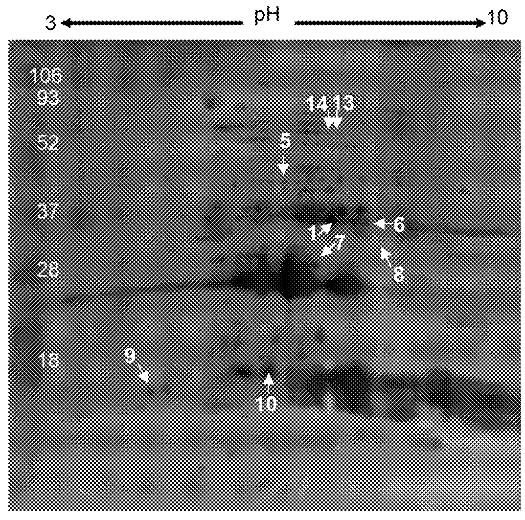 Method of treating leukemia using rice prolamin