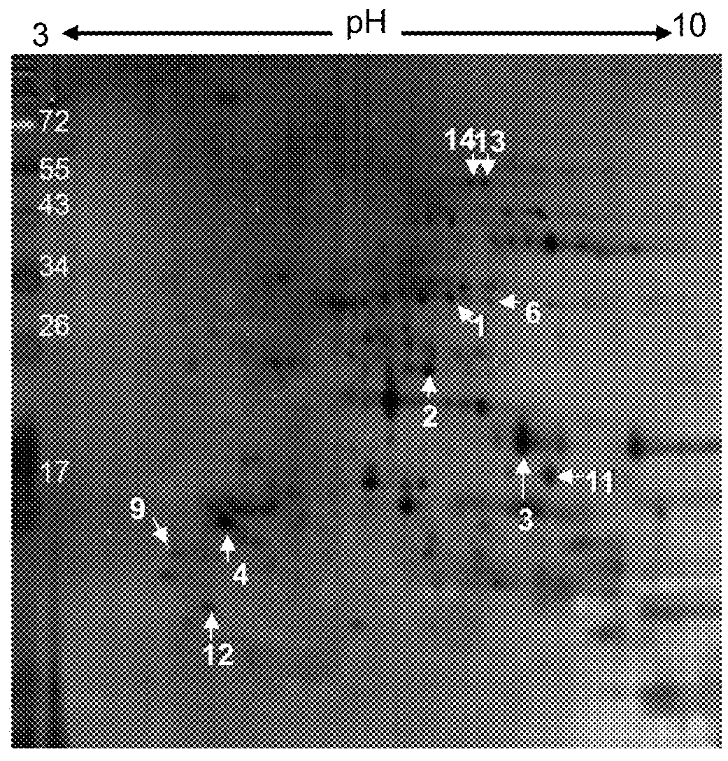 Method of treating leukemia using rice prolamin