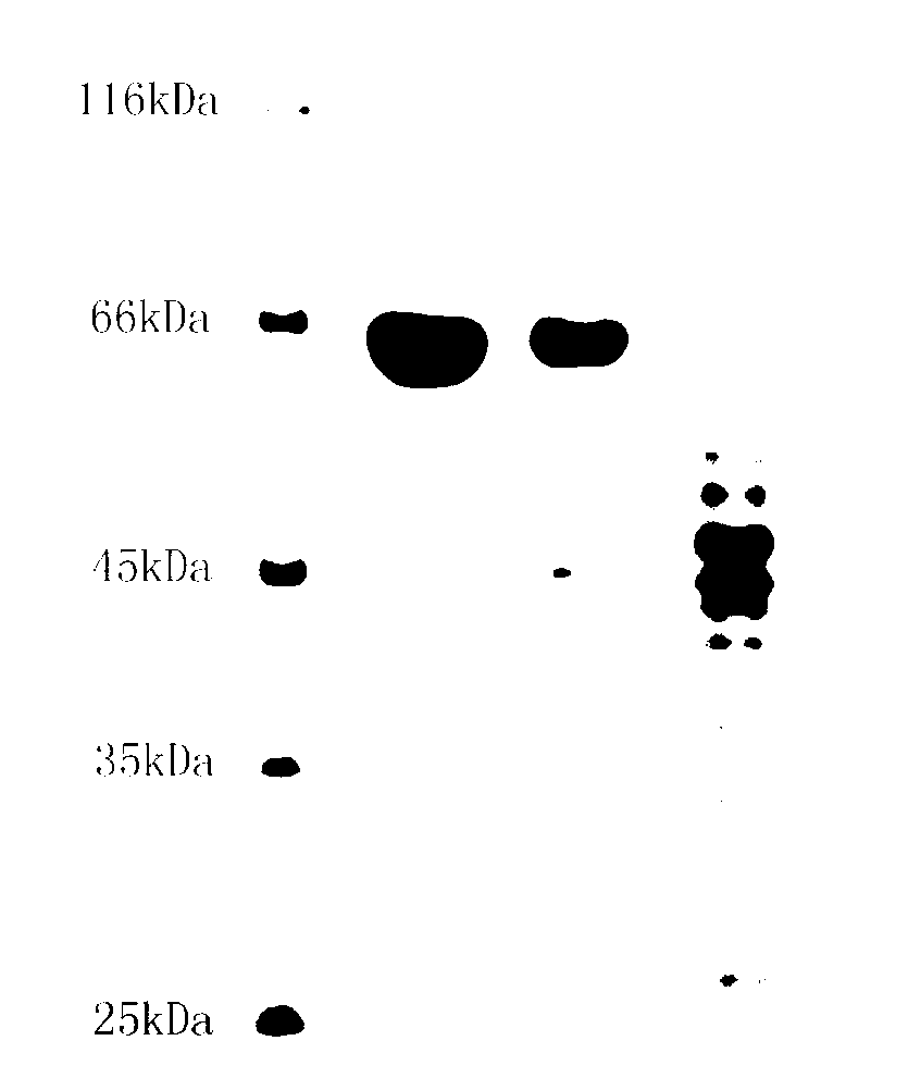 Streptomyces trehalose synthase gene and application thereof