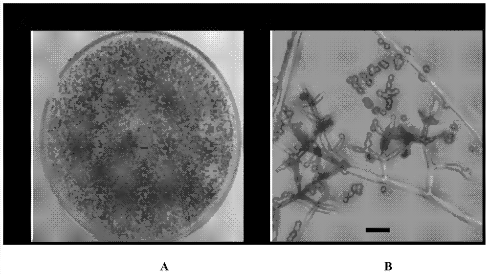 Rapeseed endogenous trichoderma atroviride ReTv2 strain and preparation method and application thereof