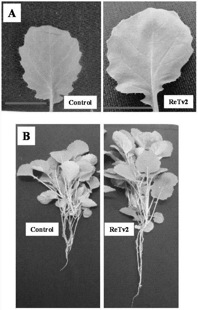 Rapeseed endogenous trichoderma atroviride ReTv2 strain and preparation method and application thereof