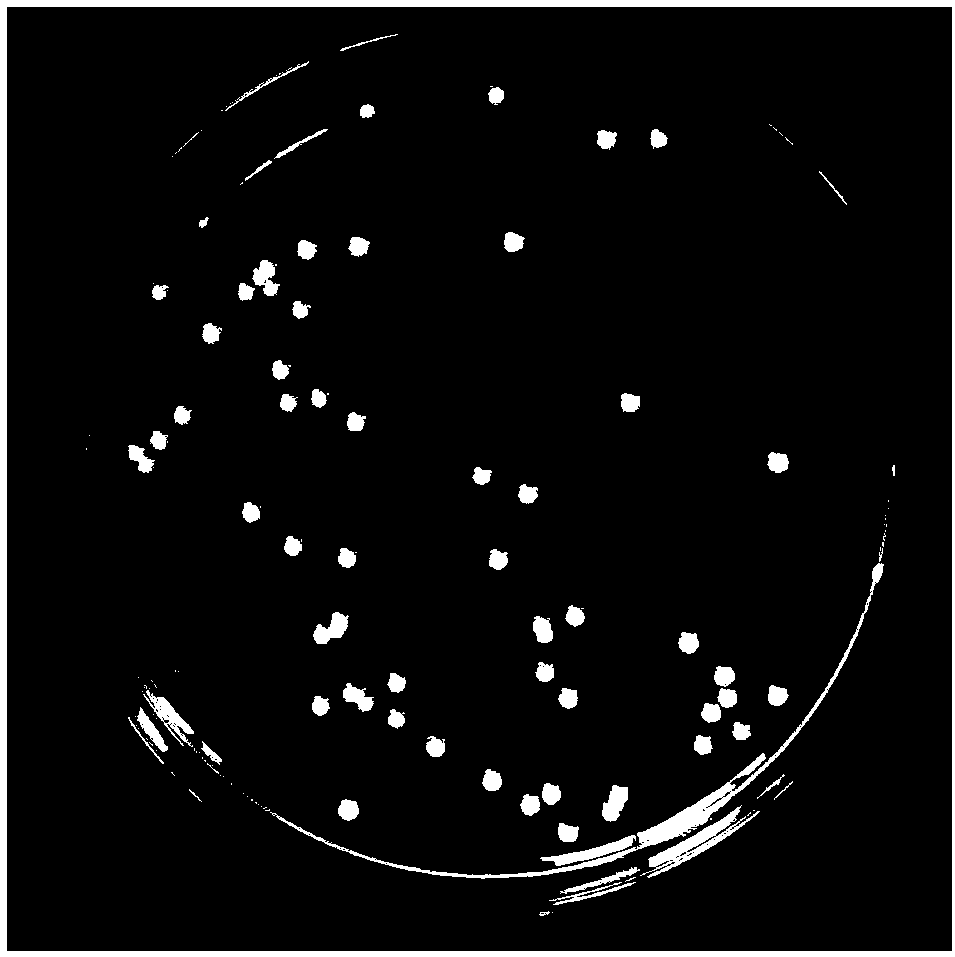 Klebsiella oxytoca and application thereof to promotion of growth of codonopsis