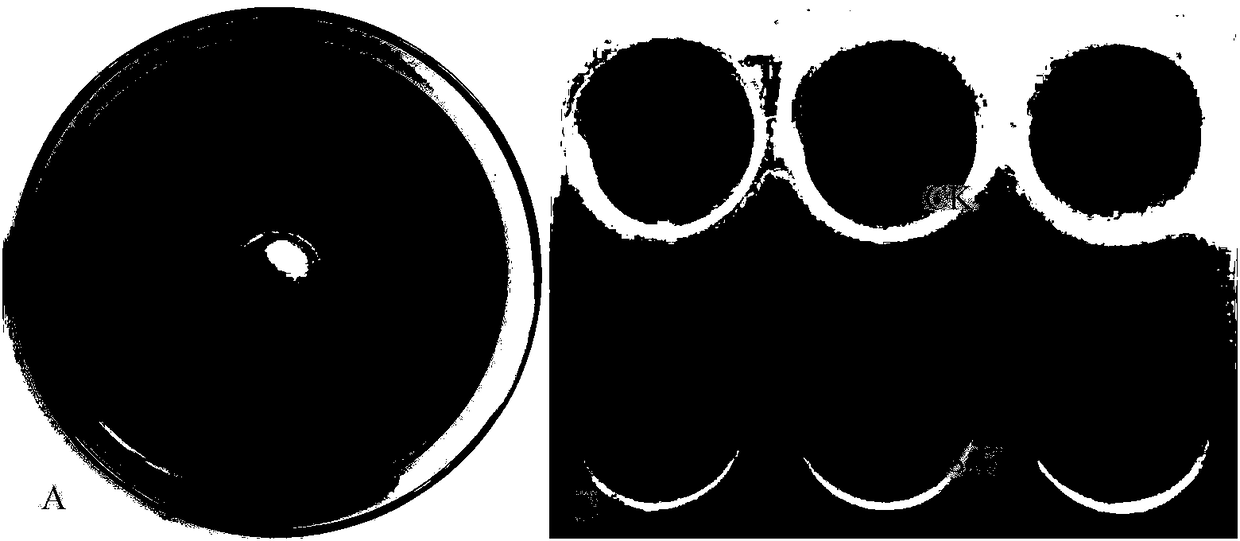 Klebsiella oxytoca and application thereof to promotion of growth of codonopsis