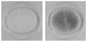 Preparation method and application of natural radish blue pigment