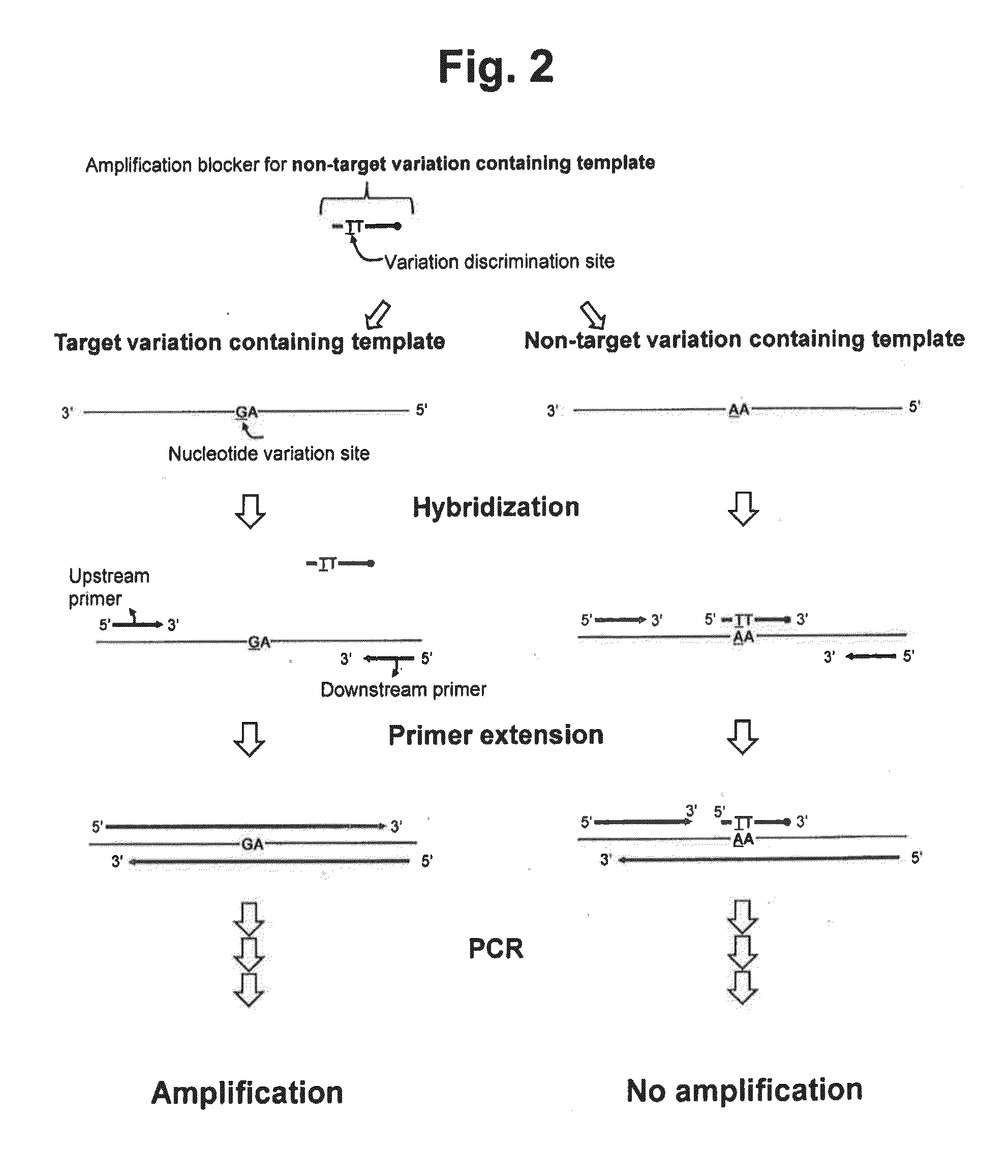 Detection of nucleotide variation on target nucleic acid sequence