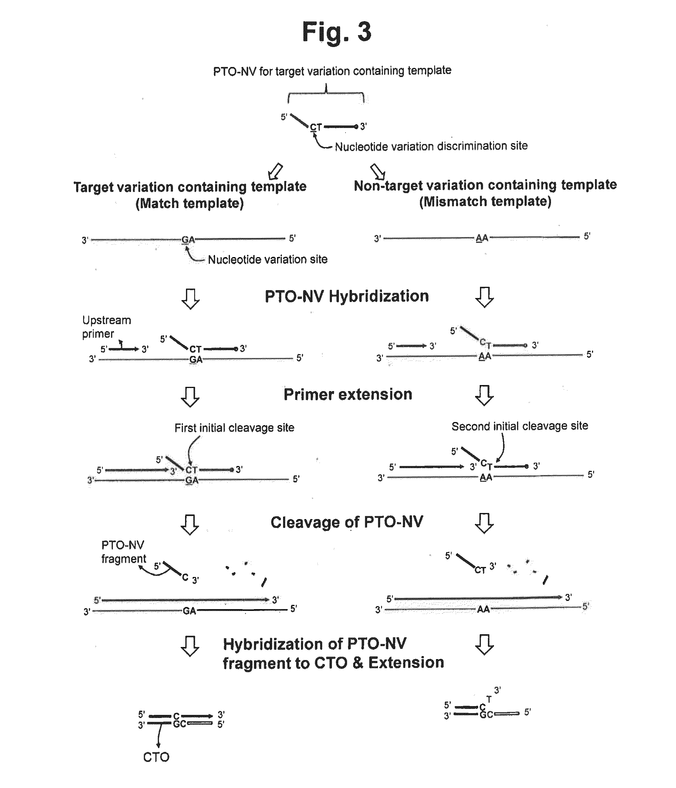 Detection of nucleotide variation on target nucleic acid sequence