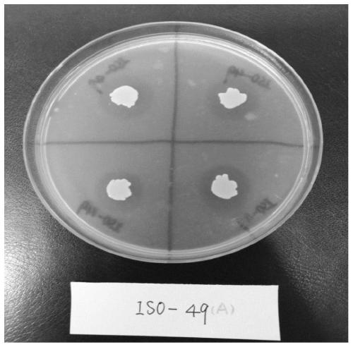 Isoptericola salitolerans and application of isoptericola salitolerans in production of seaweed liquid fertilizer