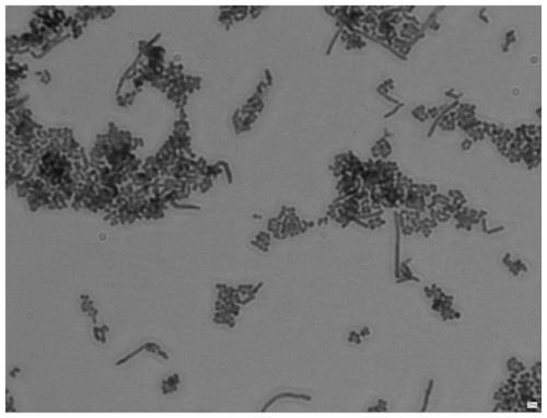 Isoptericola salitolerans and application of isoptericola salitolerans in production of seaweed liquid fertilizer