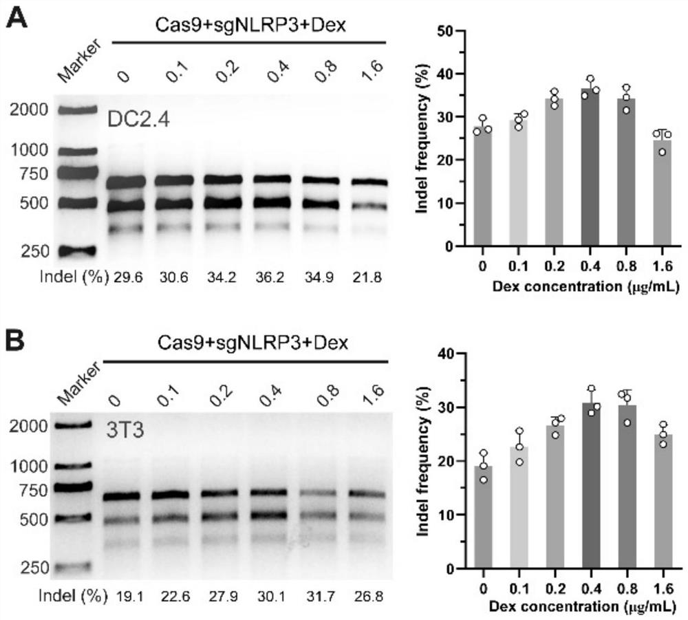 Gene editing microneedle for treating inflammatory skin diseases and application thereof