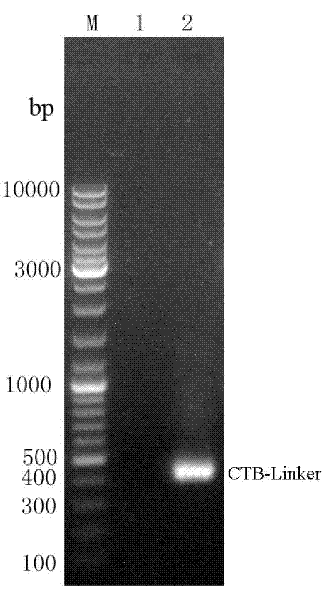 Immunologic adjuvant-Helicobacter pylori antigen fused protein oral vaccine and preparation method thereof