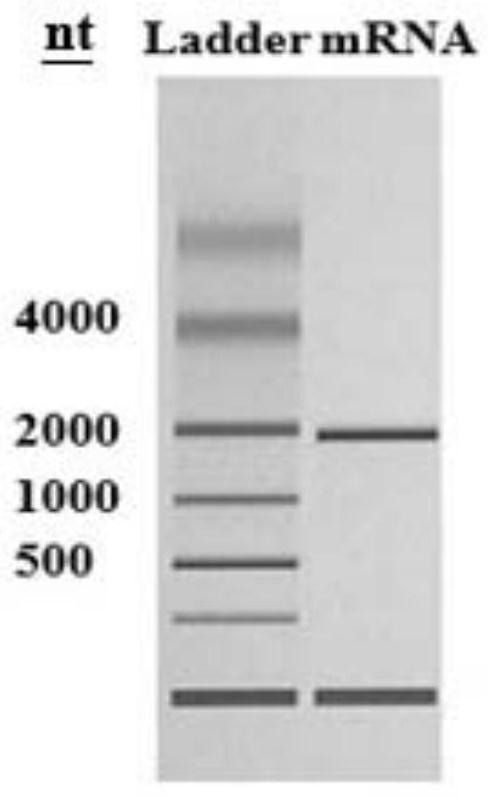 HA-mRNA vaccine for preventing influenza A virus infection