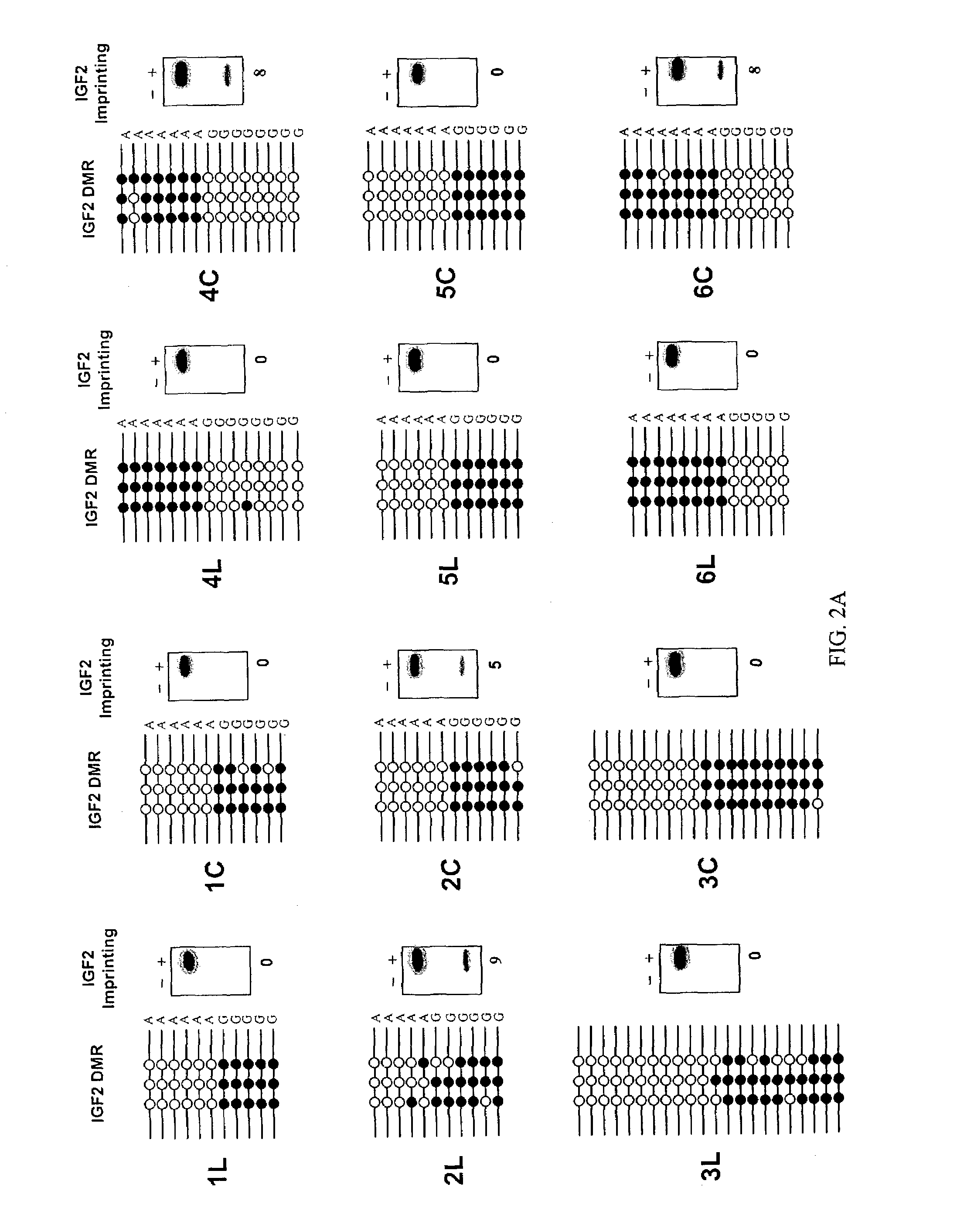 Methods for identifying cancer risk