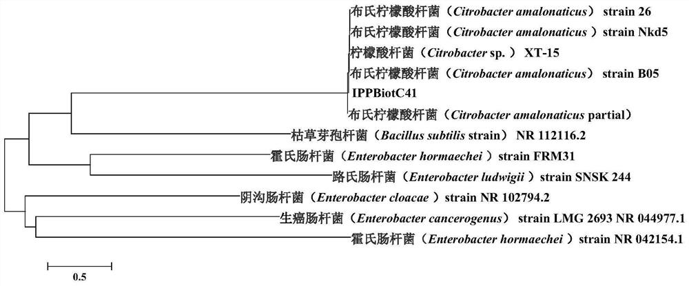 A kind of citric acid bacteria and its application in controlling scarab