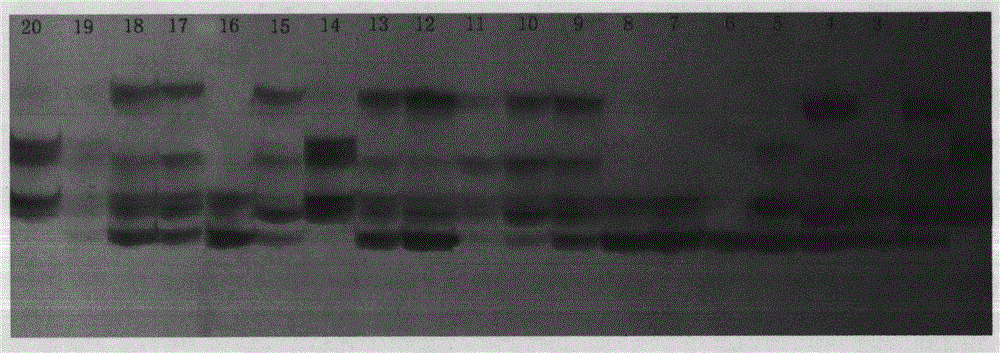 Method of developing polymorphic EST-SSR marker by utilizing complete genome and EST data