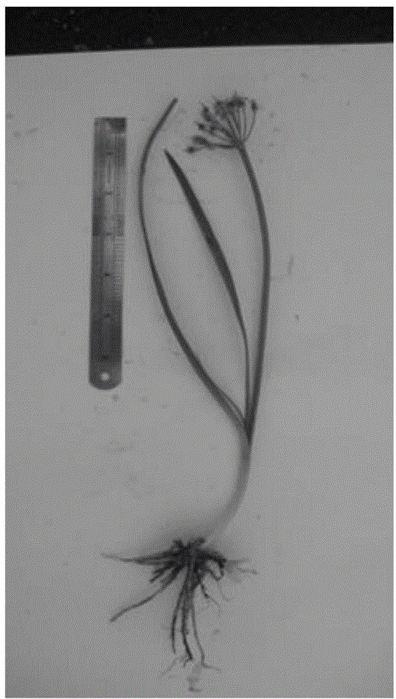 Allium wallichii extract and application thereof