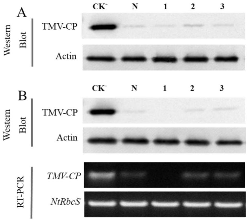 Limonin compound, preparation method and application of limonin compound as tobacco mosaic virus resisting medicine