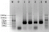 High-quality DNA (Deoxyribonucleic Acid) extraction method of spirit brewing microorganism