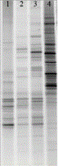 High-quality DNA (Deoxyribonucleic Acid) extraction method of spirit brewing microorganism