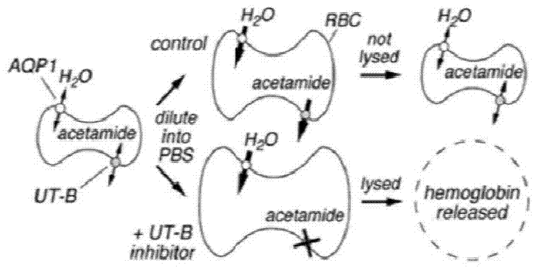 A kind of application of urea channel protein inhibitor