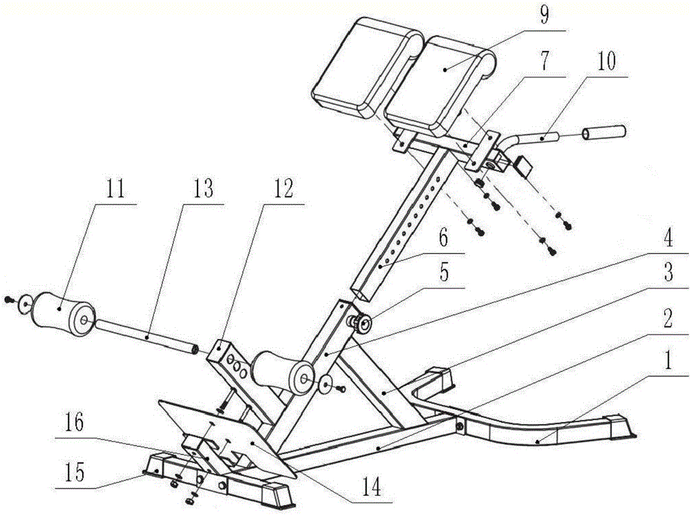 Dorsal muscle trainer