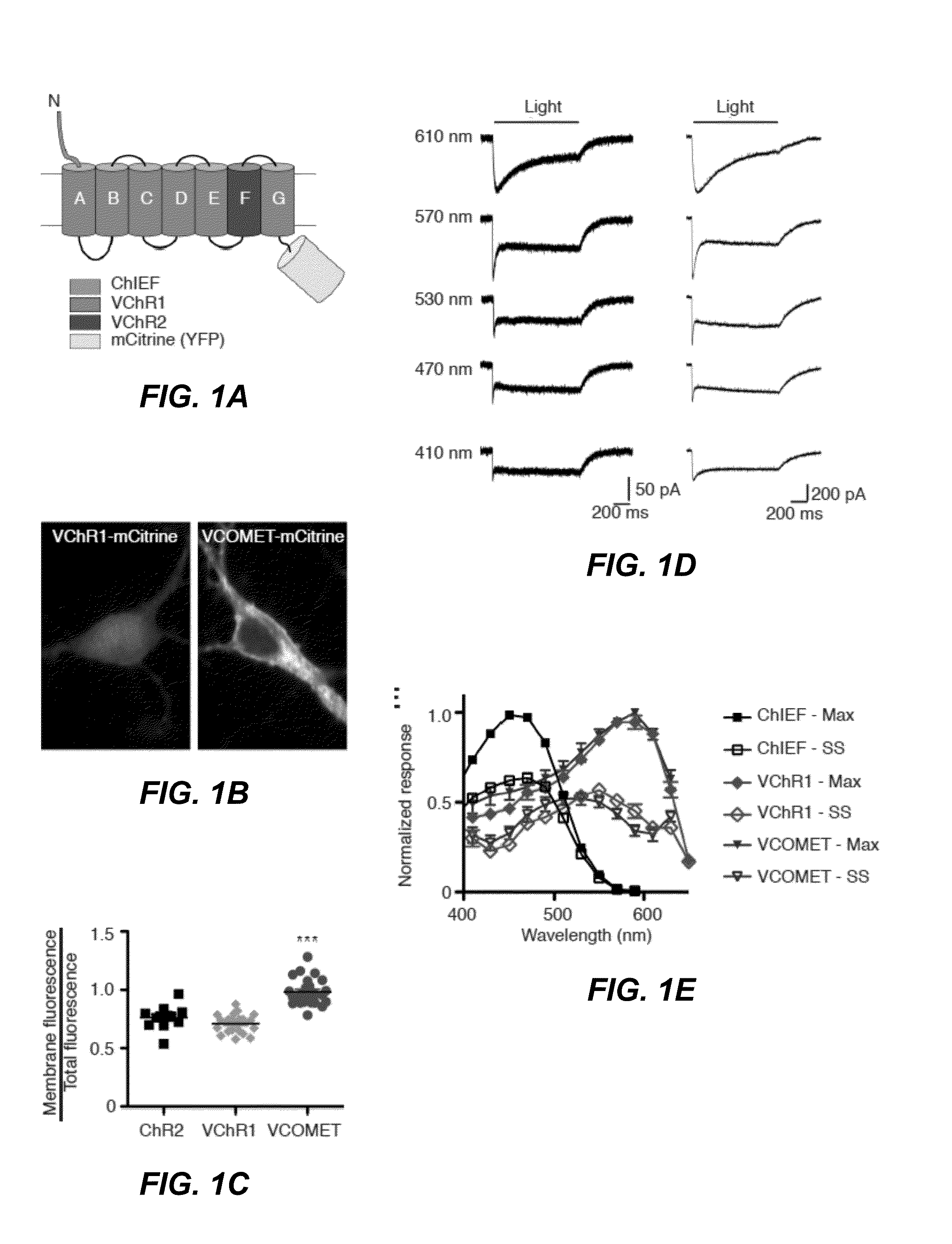 Engineered red-shifted channelrhodopsin variants