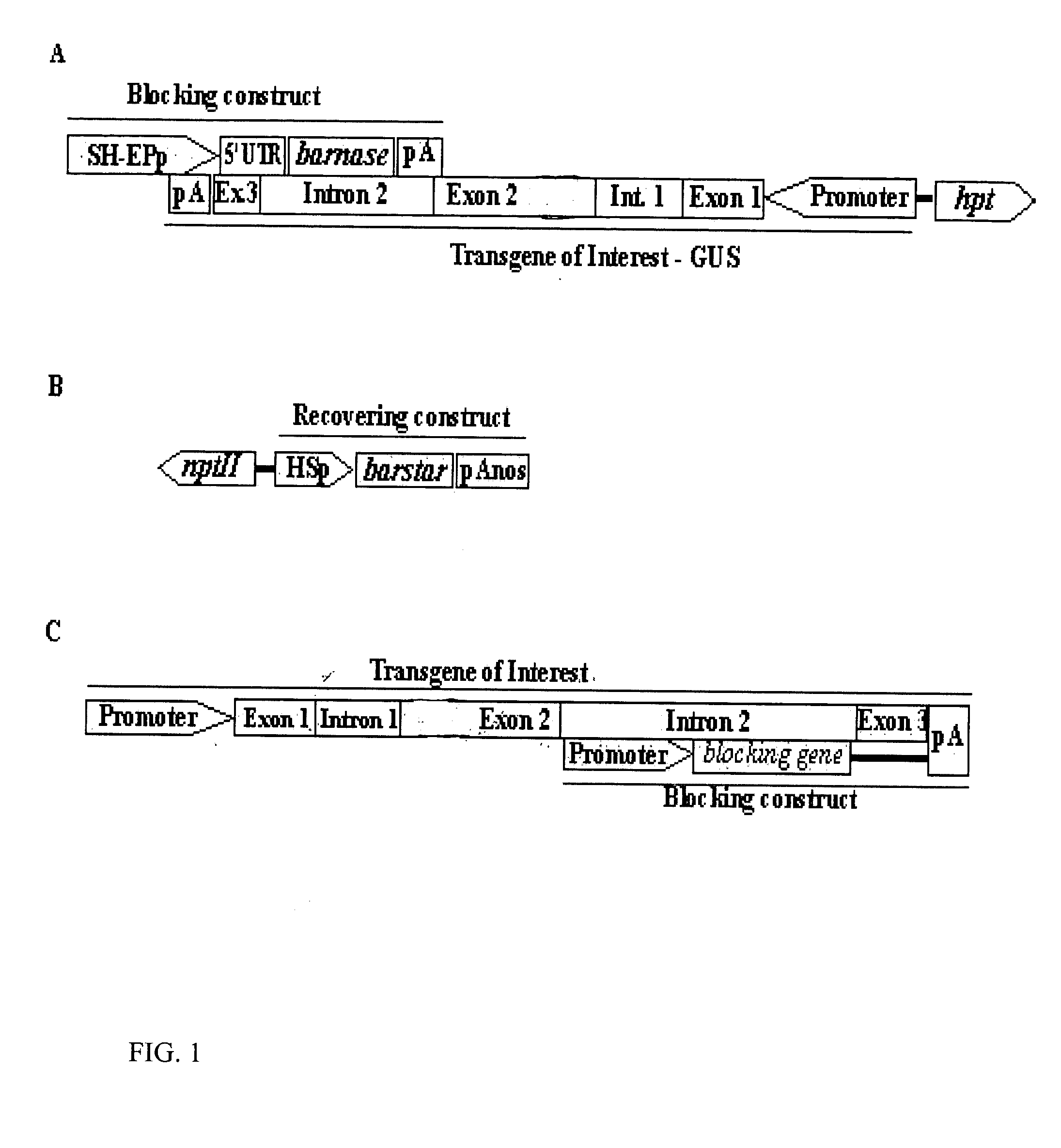 Molecular mechanisms for gene containment in plants