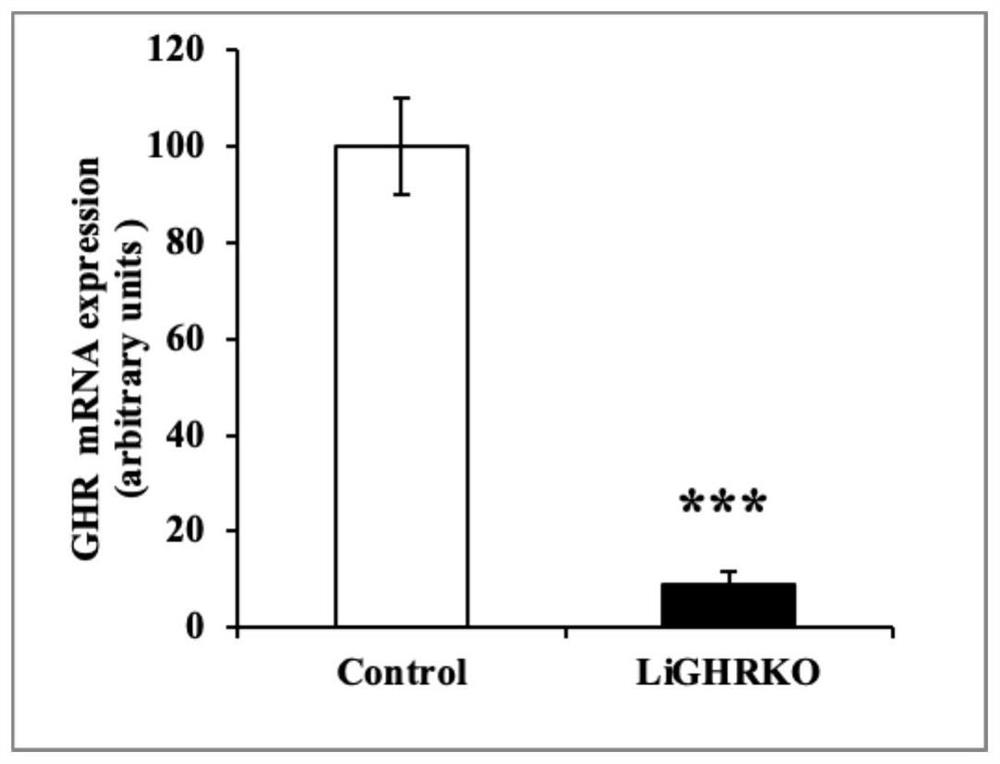 Non-alcoholic fatty liver mouse model and construction method thereof