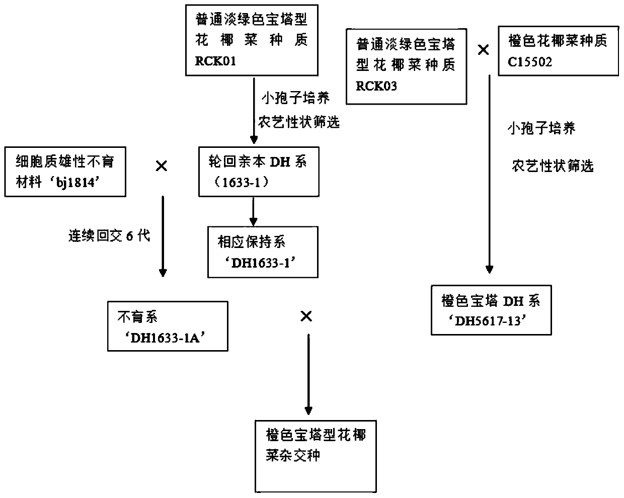 Breeding method for orange Romanesco Broccoli hybridization seeds