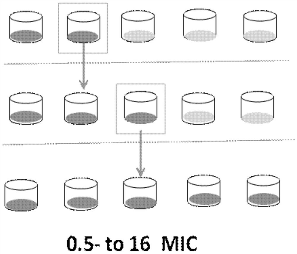 Application of dahurian patrinia herb in preparation of methicillin-resistant staphylococcus epidermidis resisting medicine