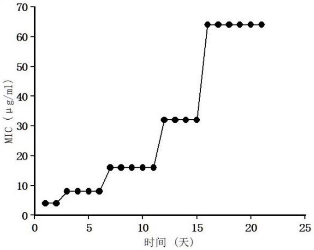 Application of dahurian patrinia herb in preparation of methicillin-resistant staphylococcus epidermidis resisting medicine